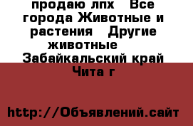 продаю лпх - Все города Животные и растения » Другие животные   . Забайкальский край,Чита г.